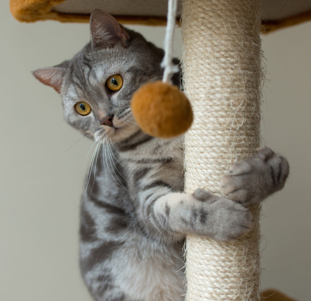 Cat Tree