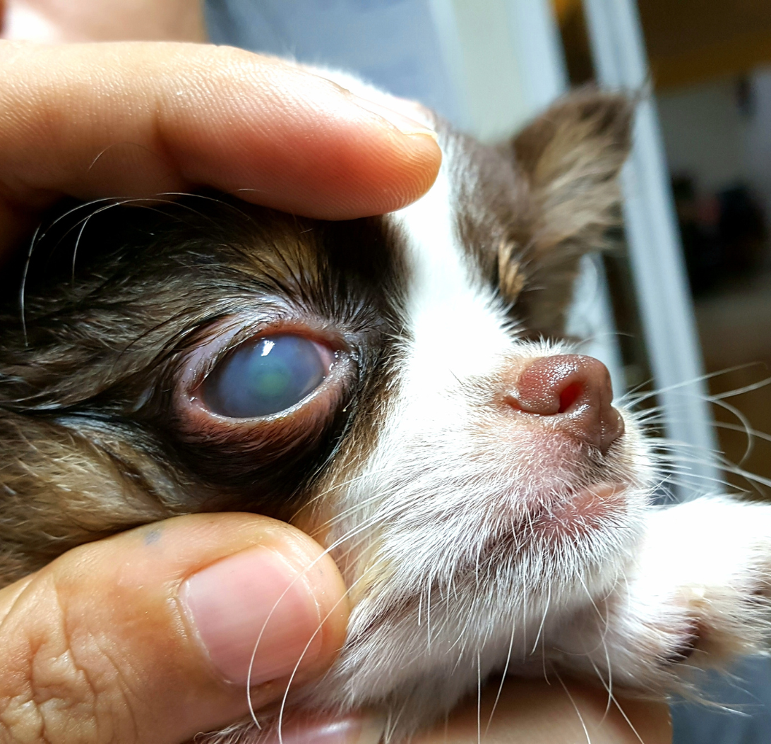 Cataract in Dogs