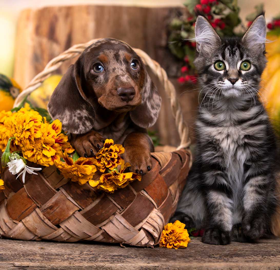 Cute Dog and Cats
