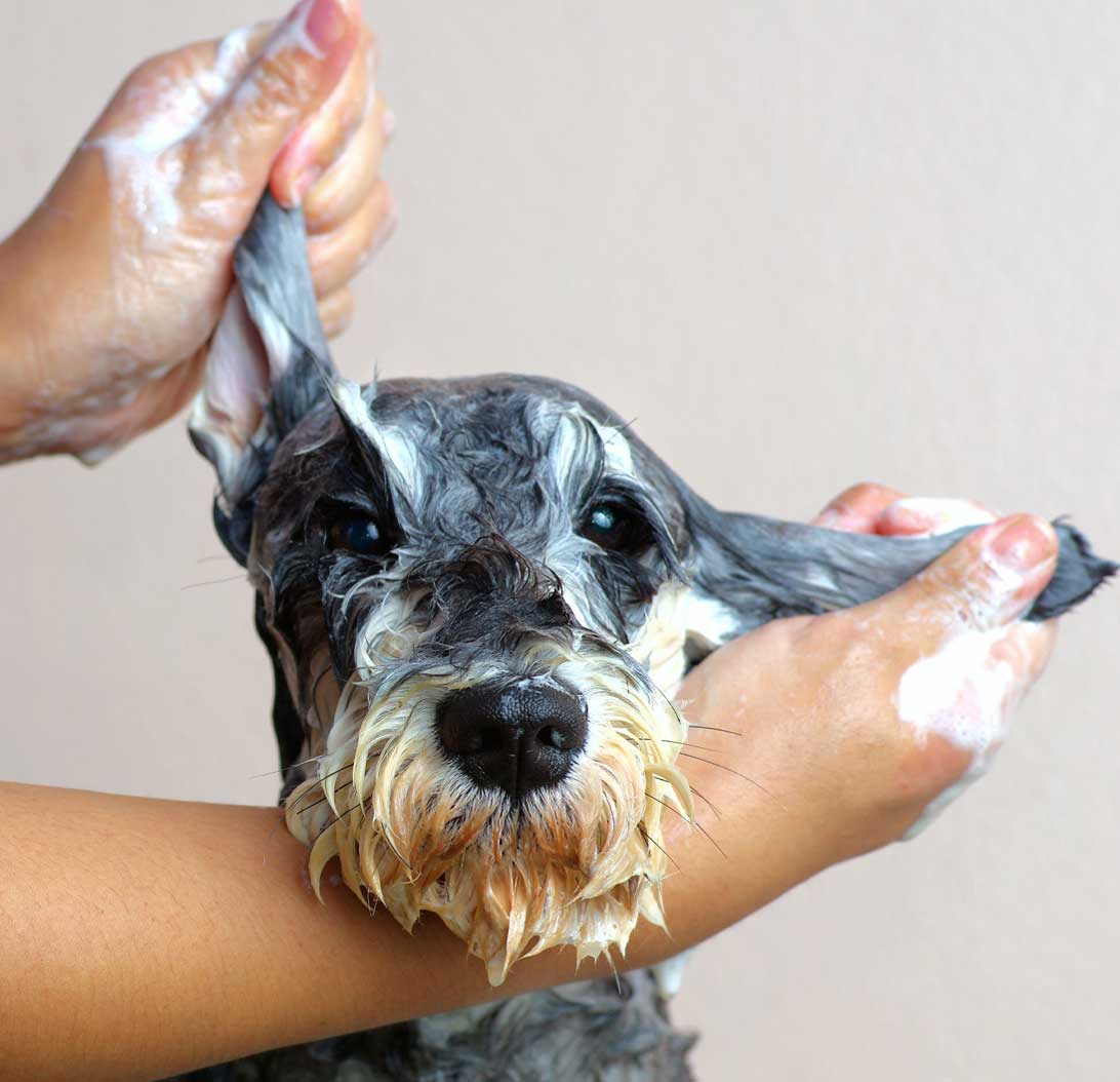 Dog Bath