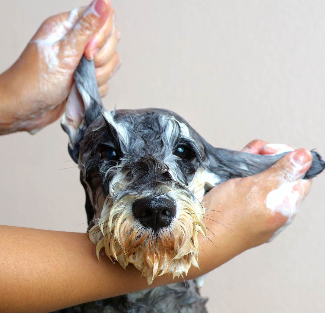Dog getting Shampooes