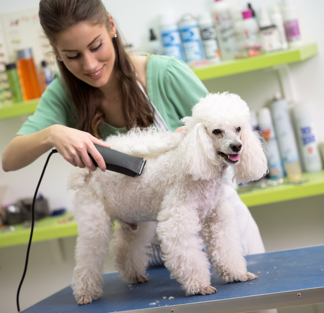 Dog getting shaved