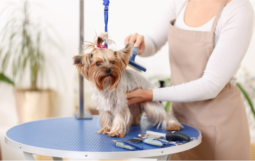 Zigly Experience Center- Dog Grooming