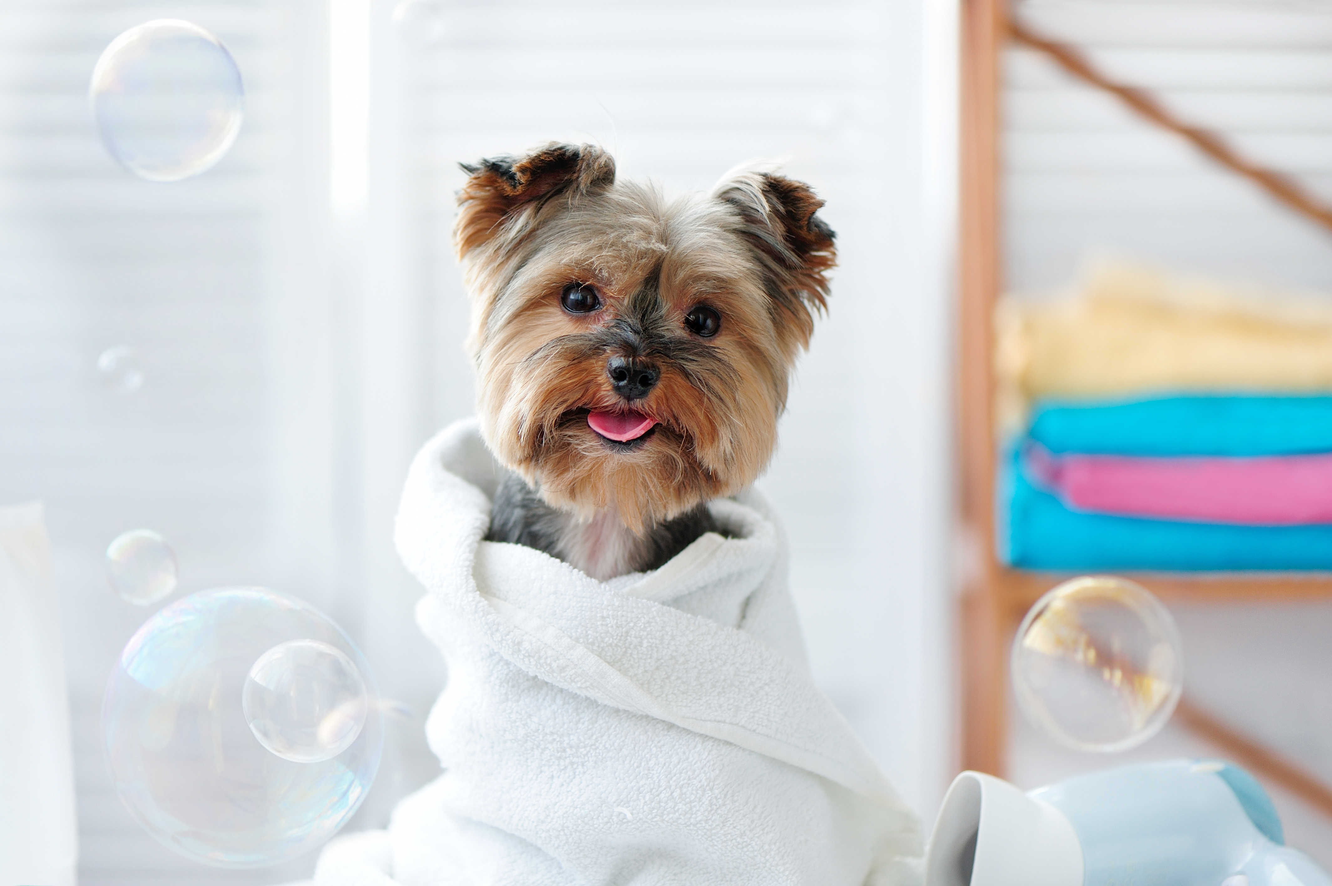 Puppy being gently wrapped in a towel after its first bath