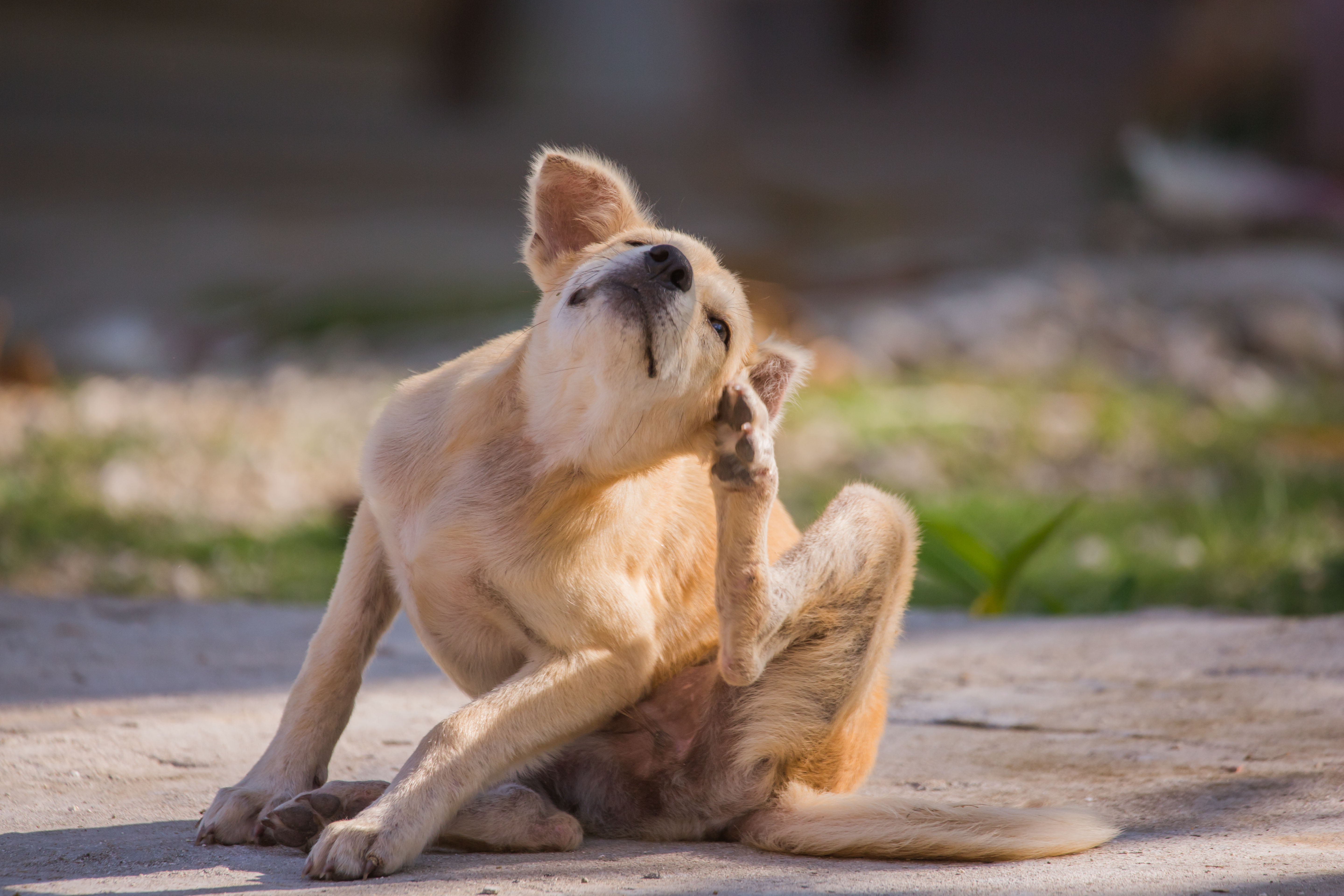 Signs Your Pooch Is Suffering From Allergies