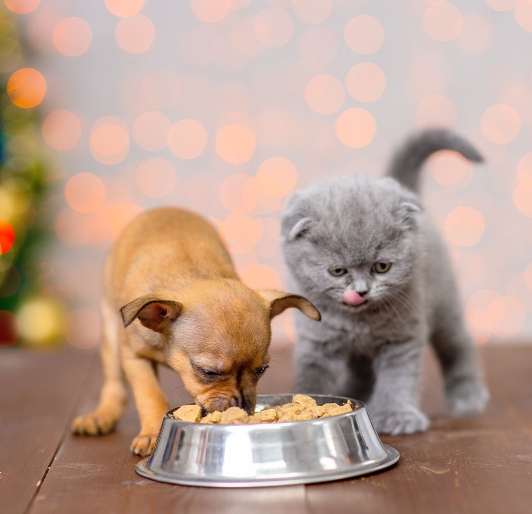 Dog and Cat Food
