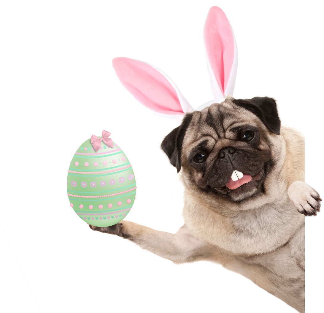 Dog celebrating Easter