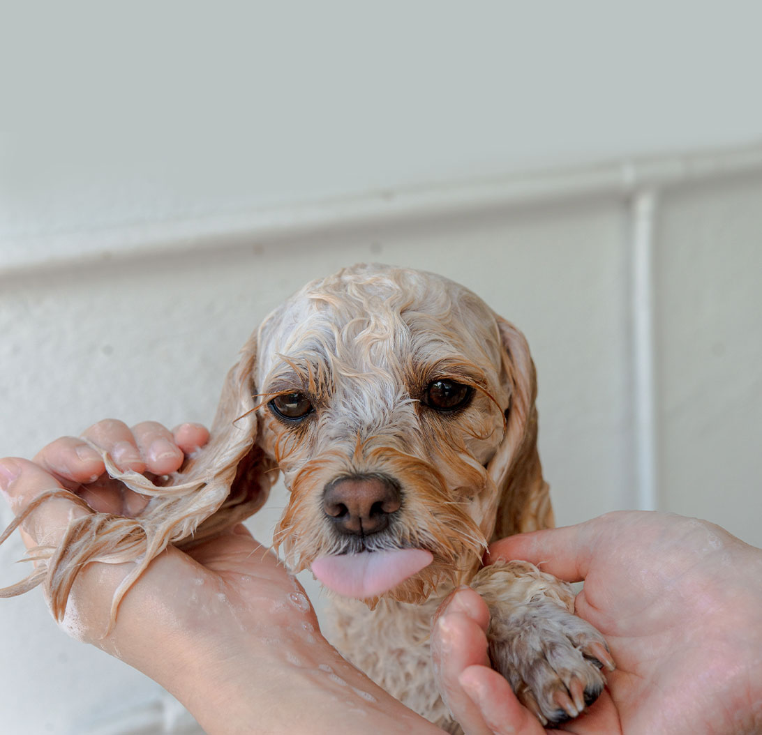 Dog getting Shampooed