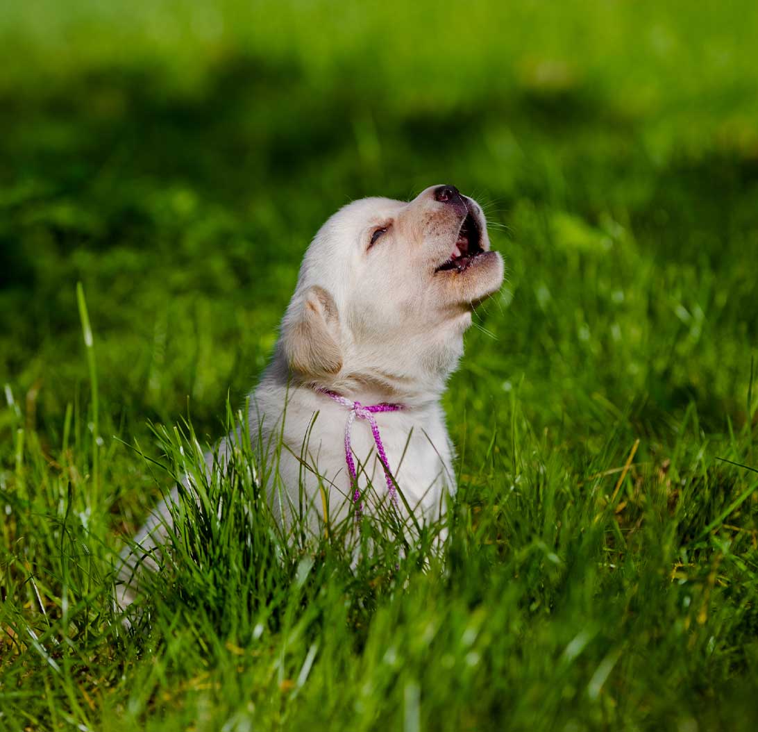 Dog in the lawn