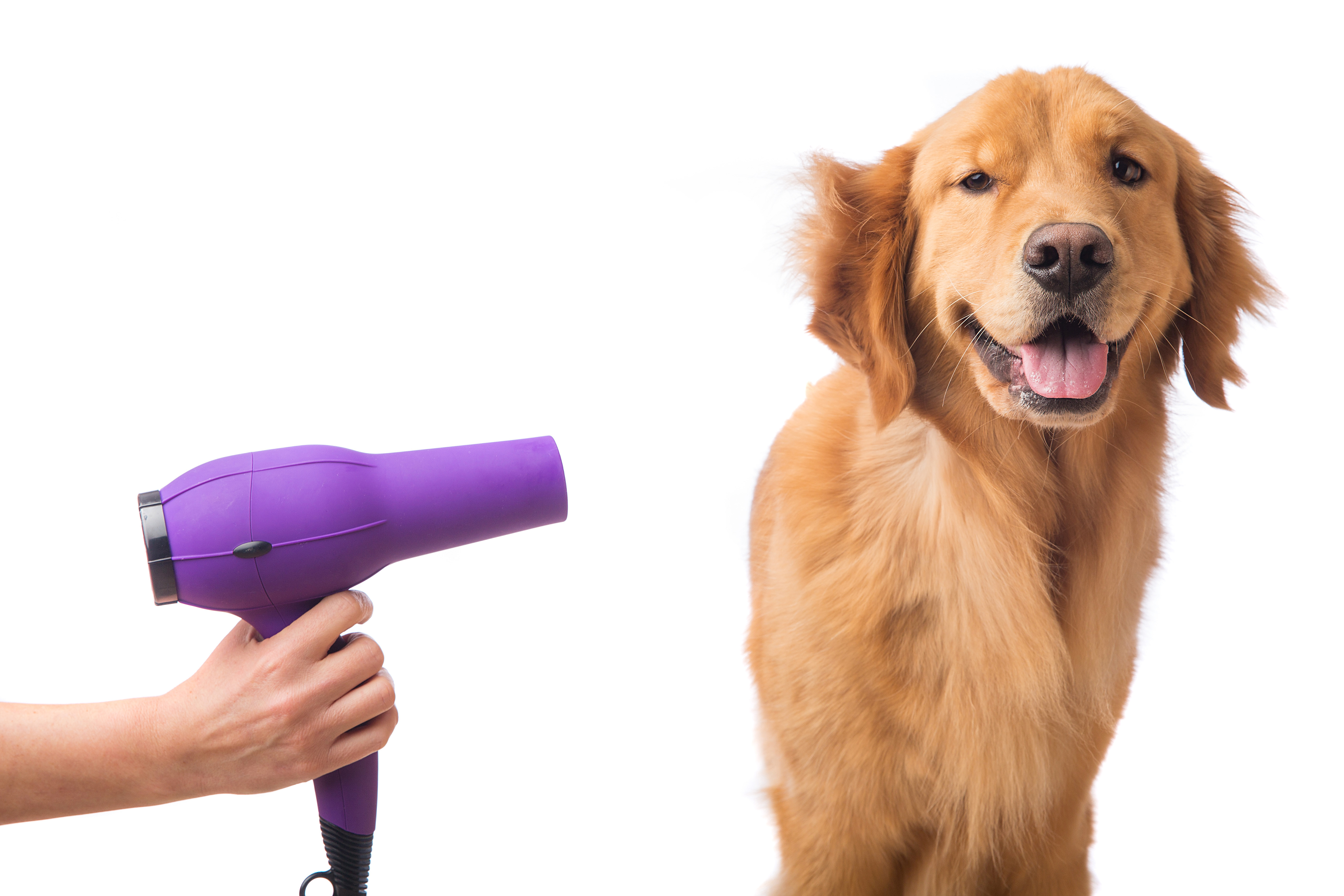 Drying puppy's hair after a bath