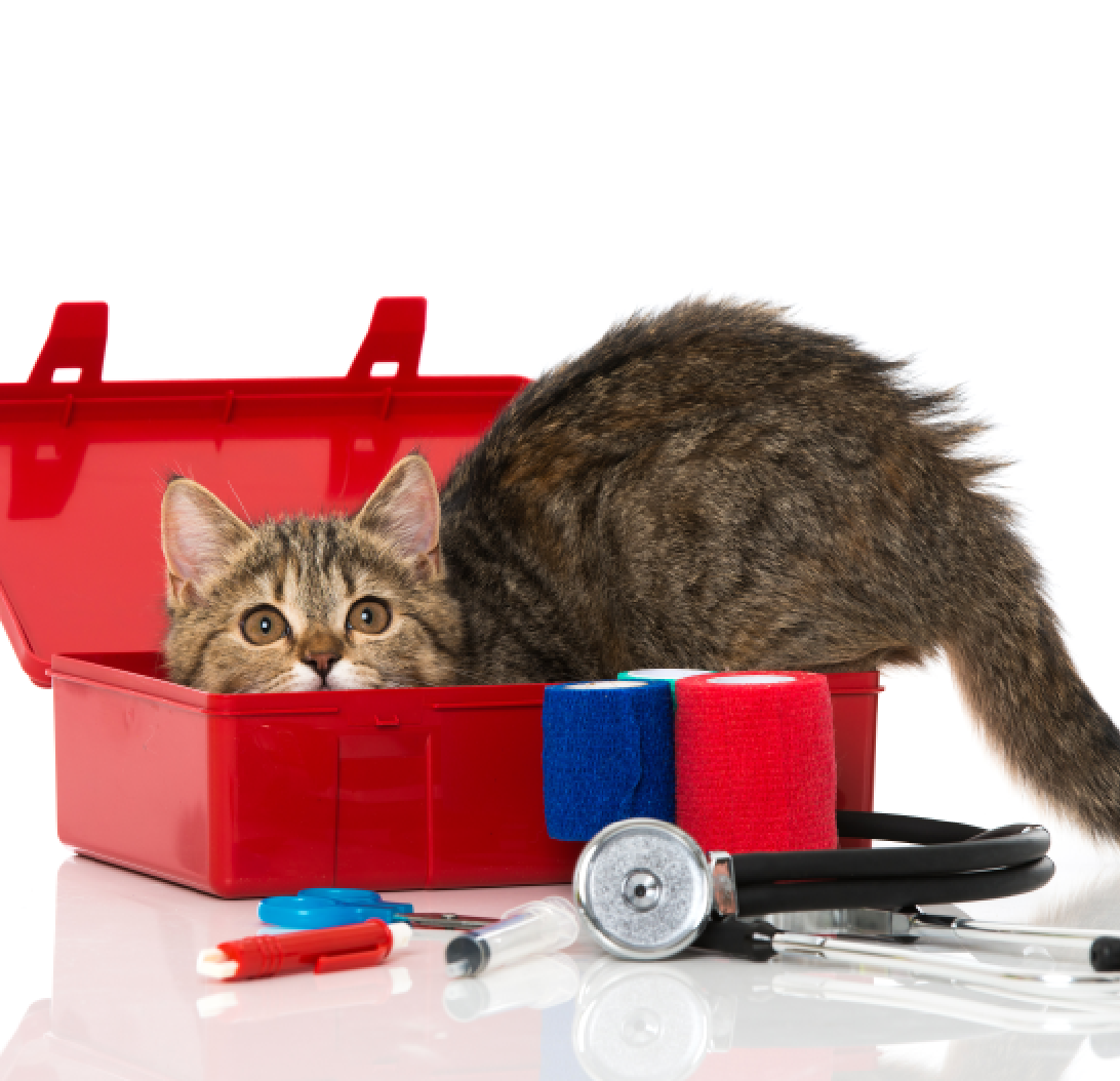 First Aid for Cats