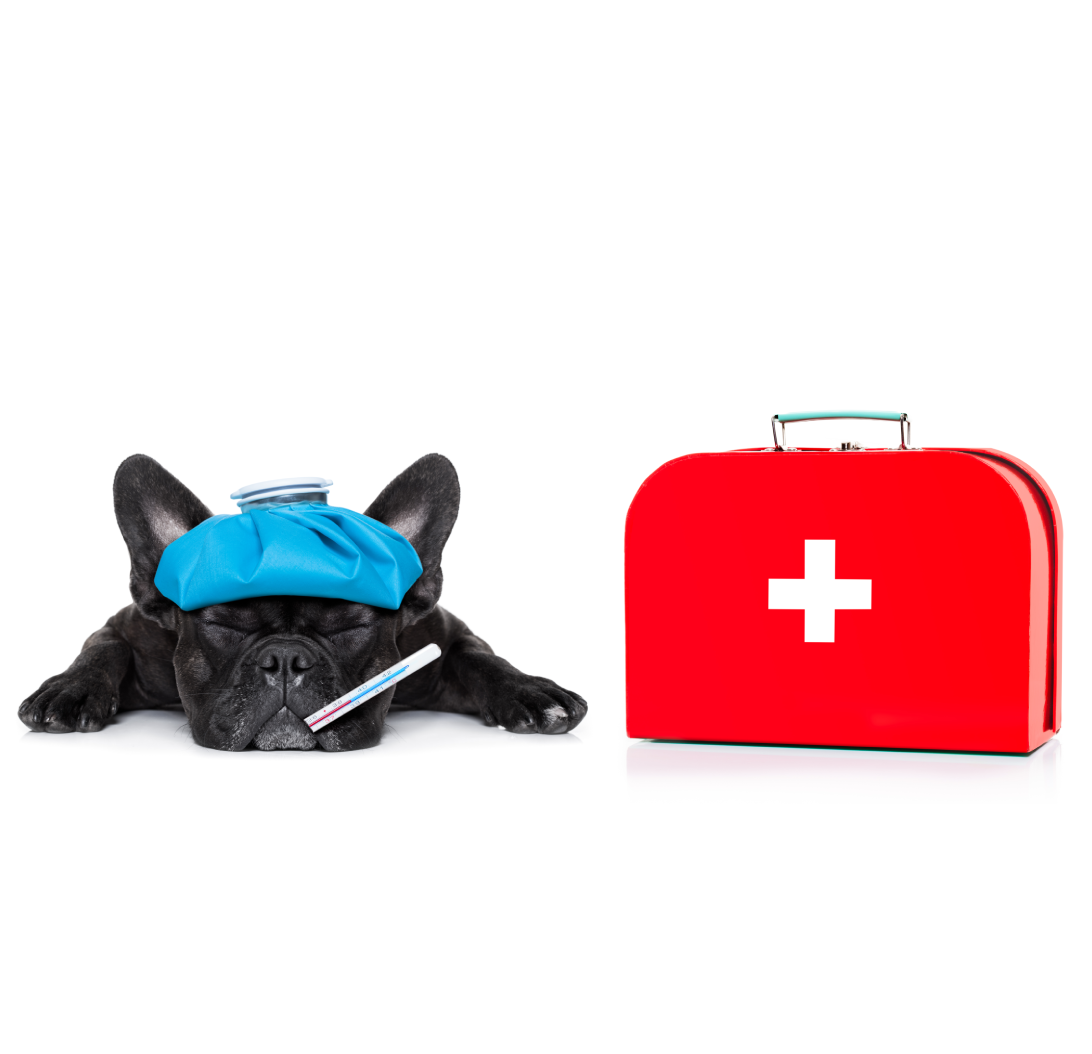 DIY first aid for Dog