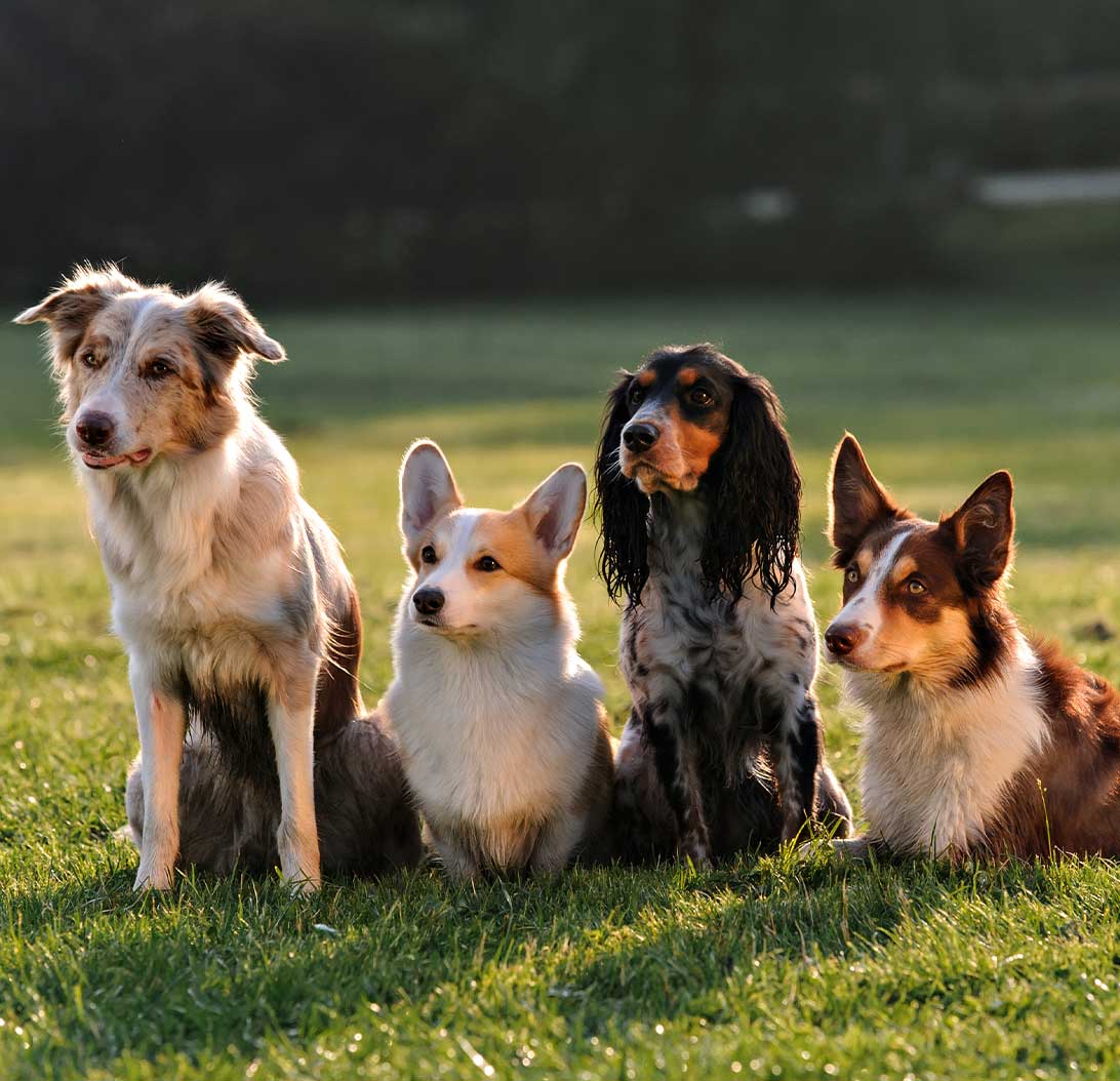 Multiple Pets at Home