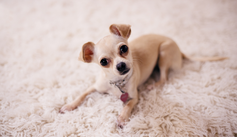 15 Bеst Toy Dog Breeds That Stay Small