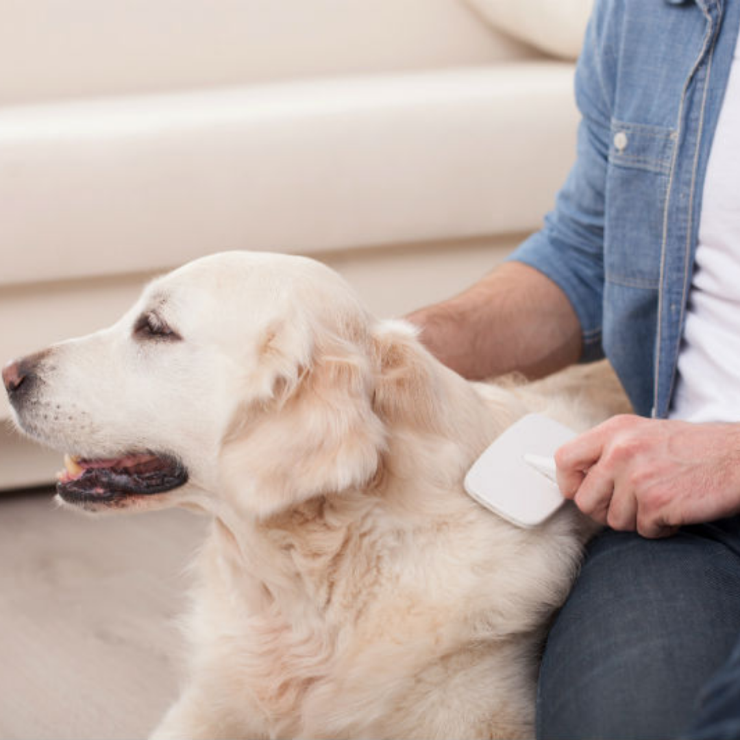 Dogs fur getting brushed by pet parent