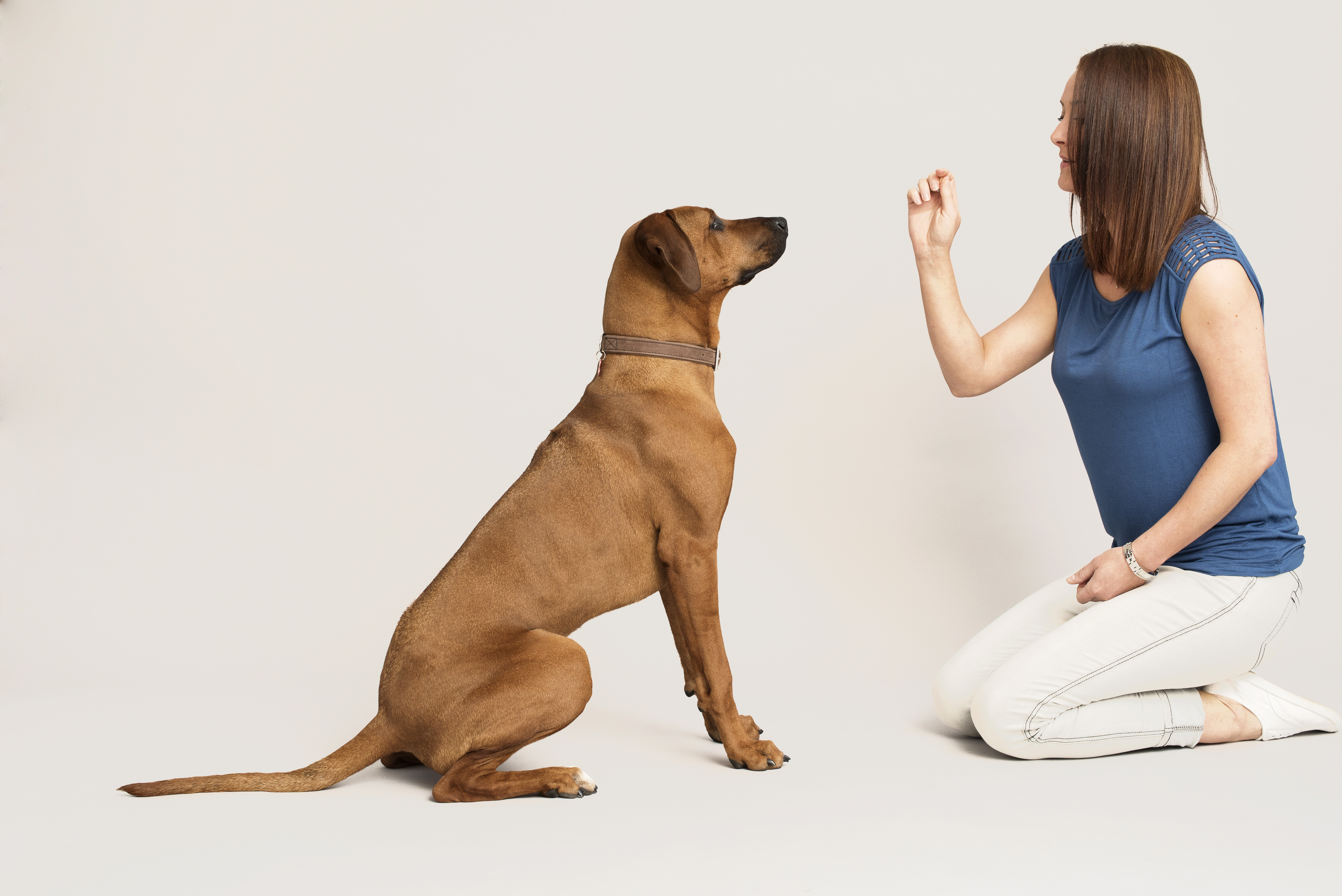 Puppy getting disciplined due to training