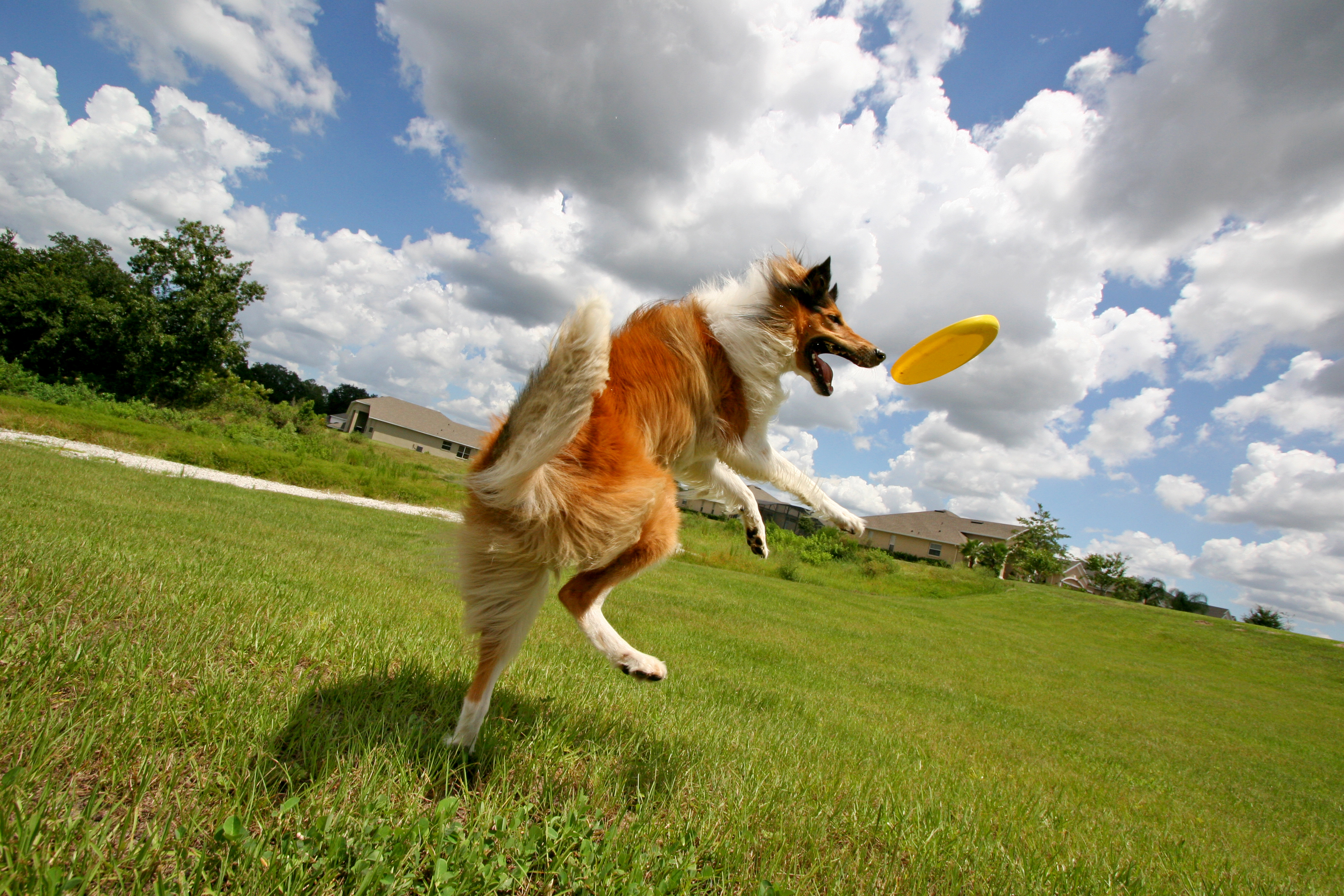 Playing fetch with dog toys