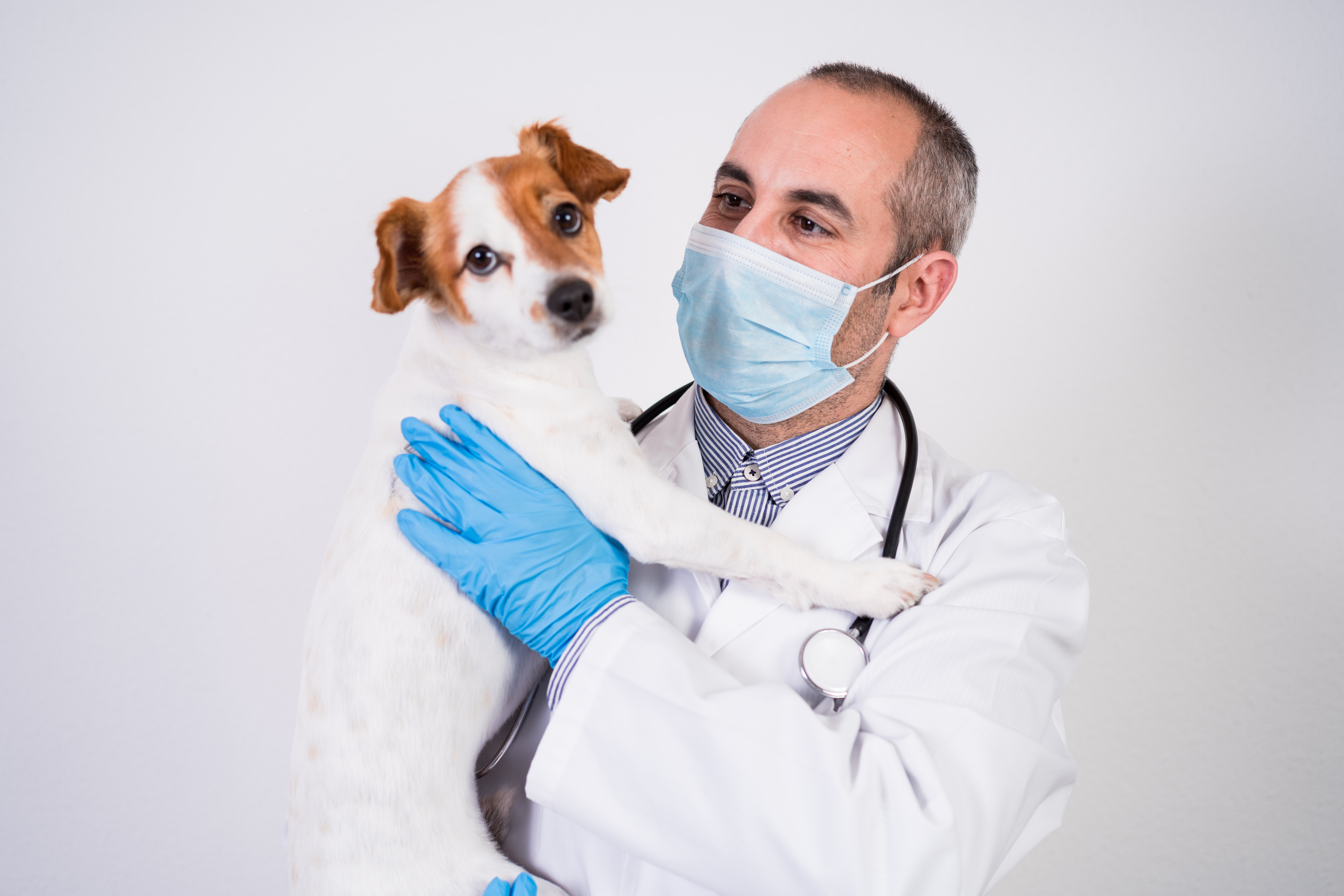 New puppy getting checked by a vet