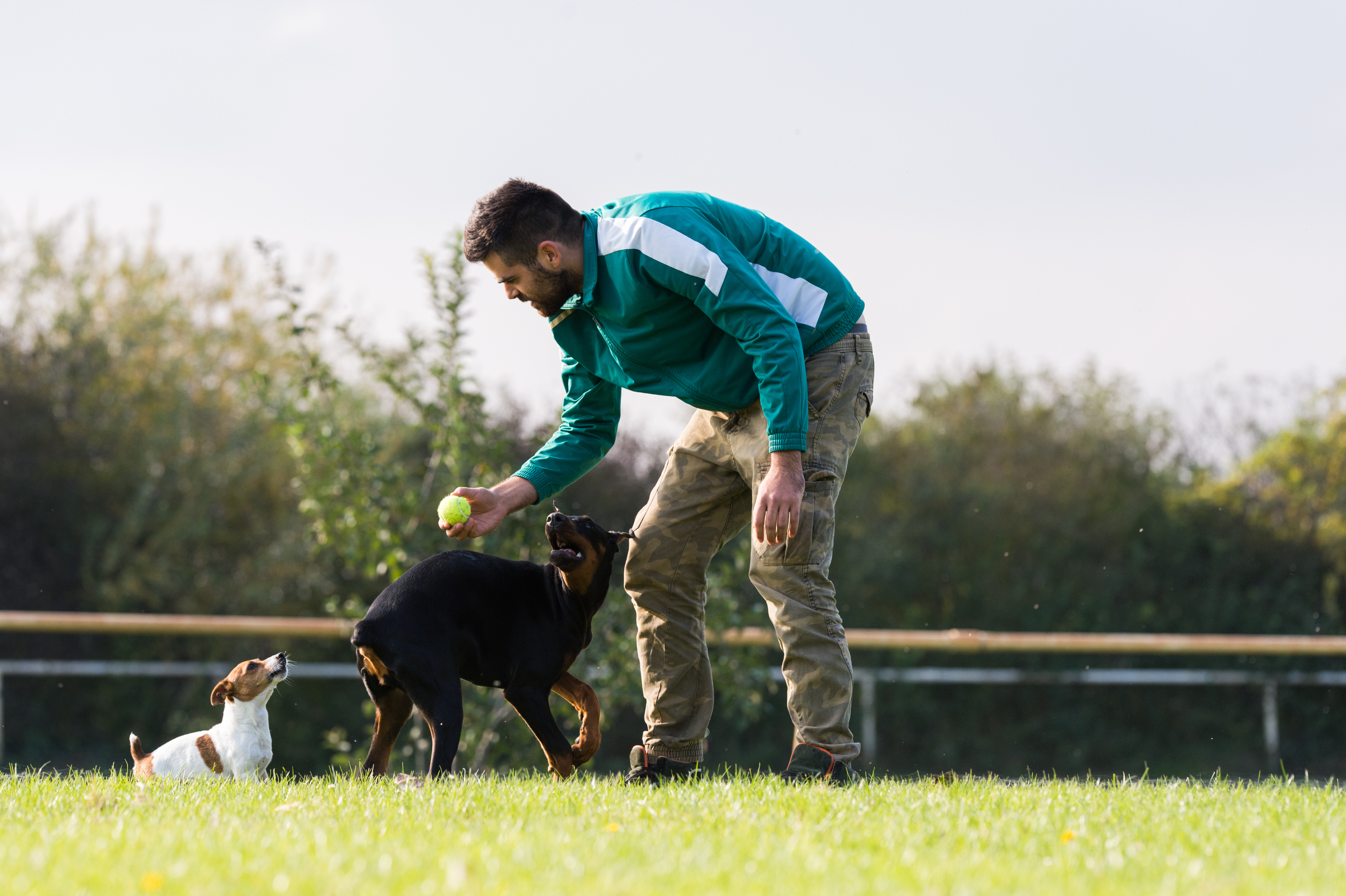 Pet parent playing fetch the ball with the dogs