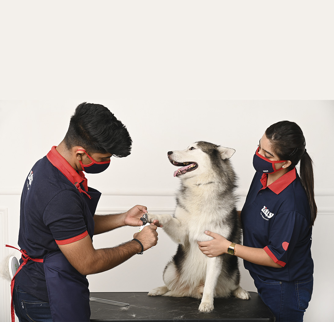 Dog Nail trimming