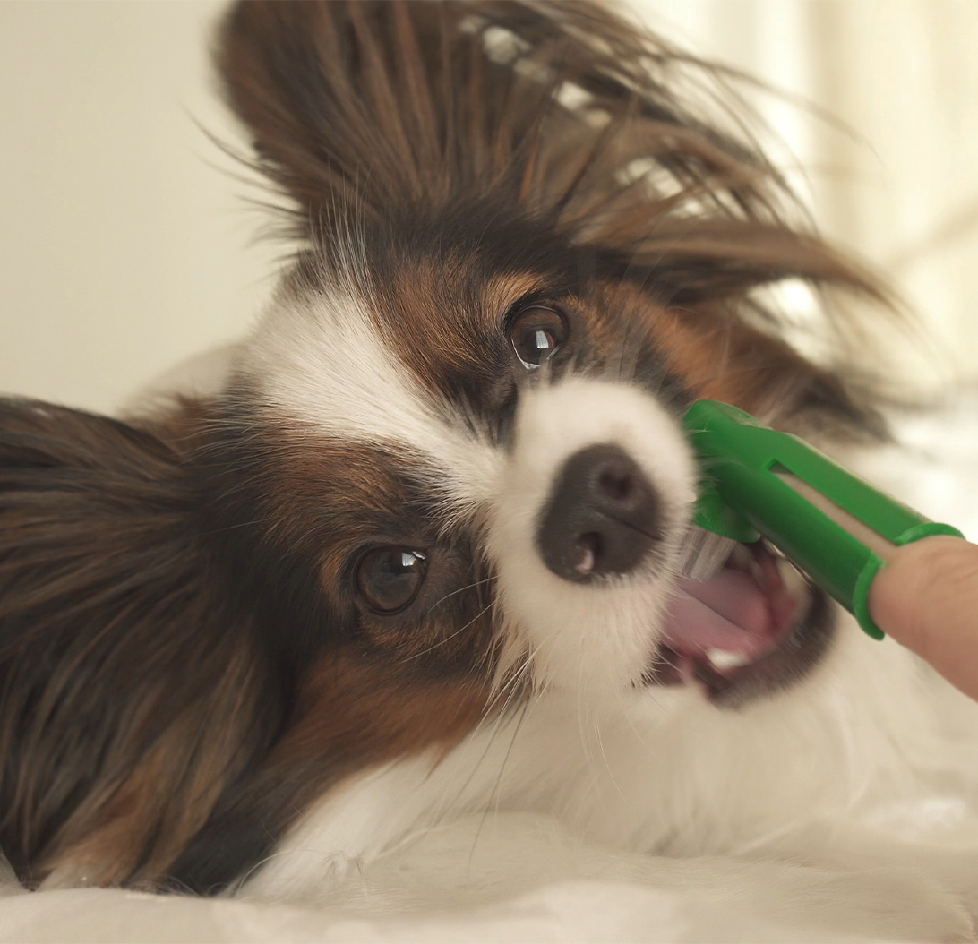 Oral Hygiene in Dogs