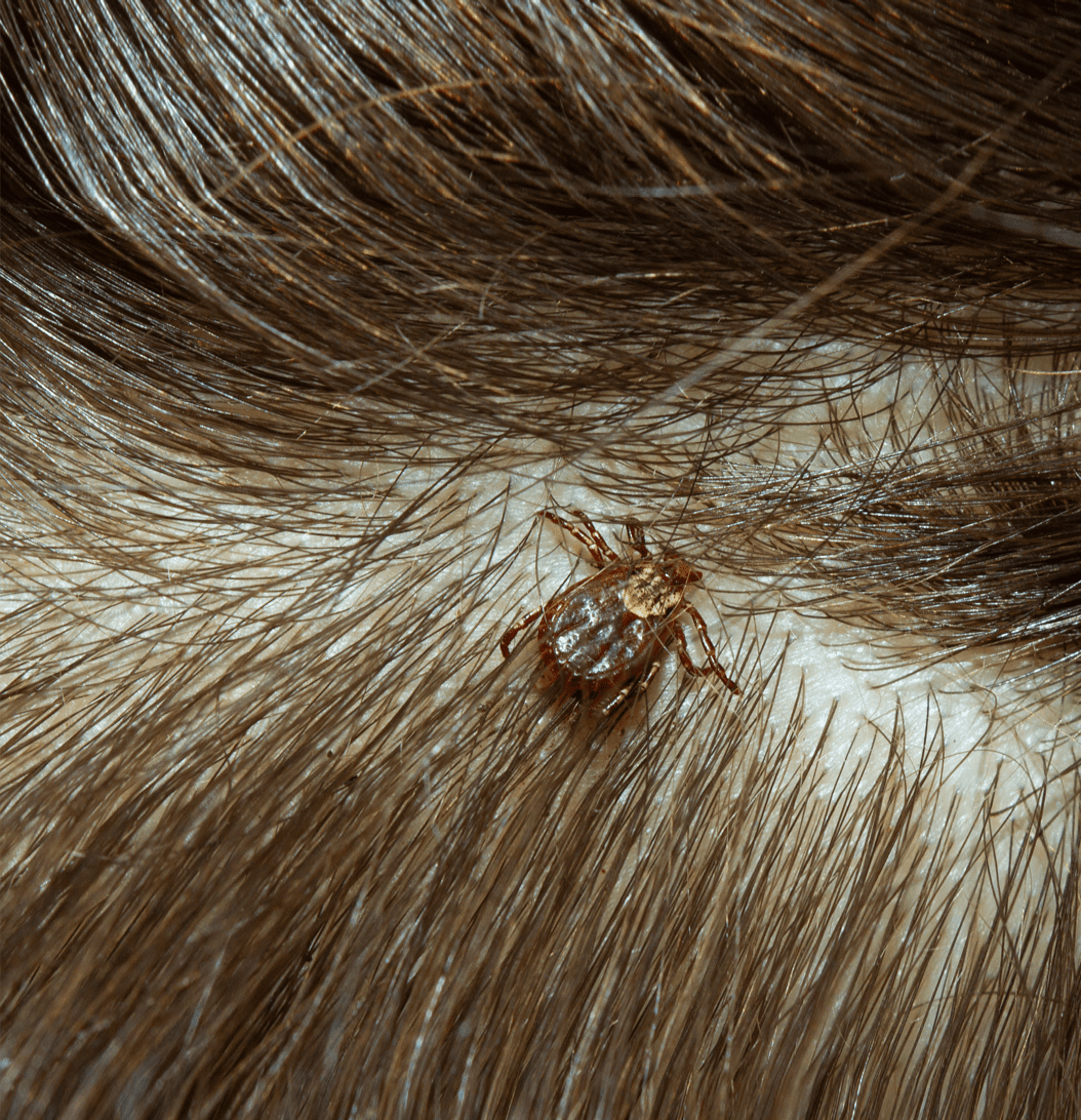 Ticks in Dogs