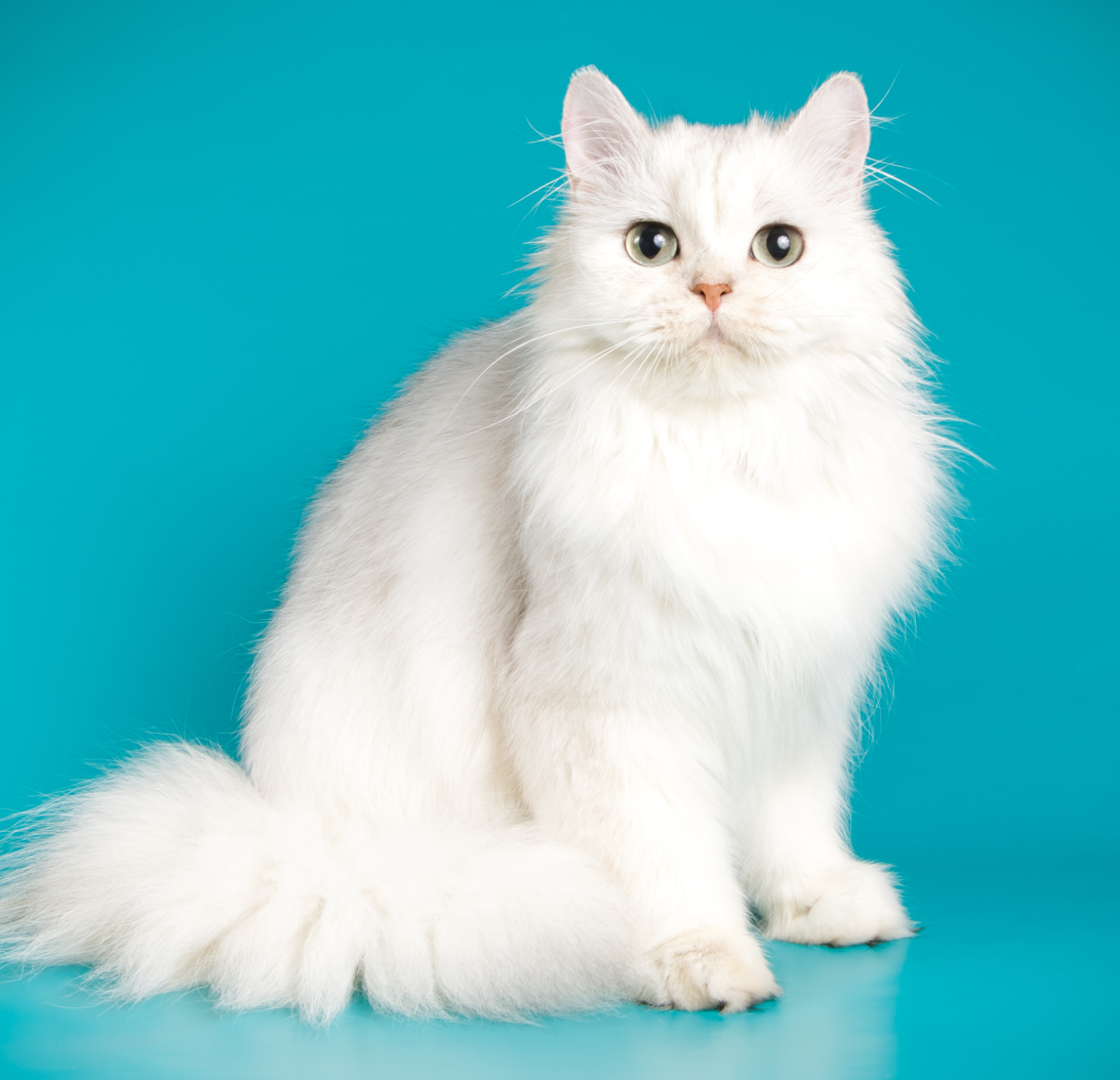 Persian Cat