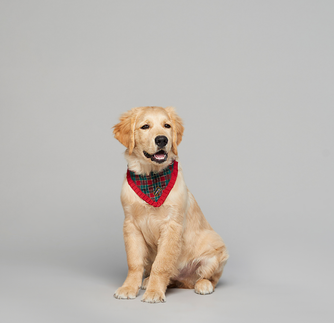 Dog Bandana for Valentines Day gift