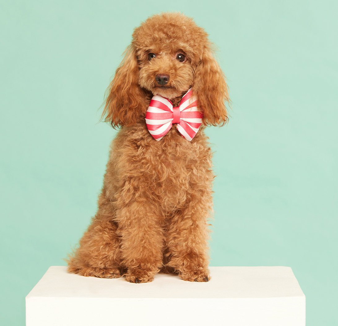 Dog Bow-tie