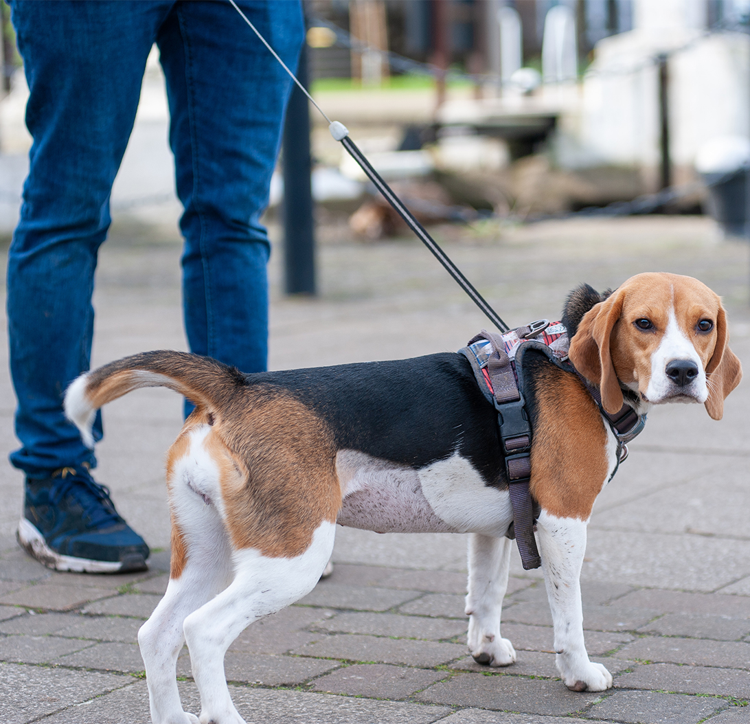 Dog Harness