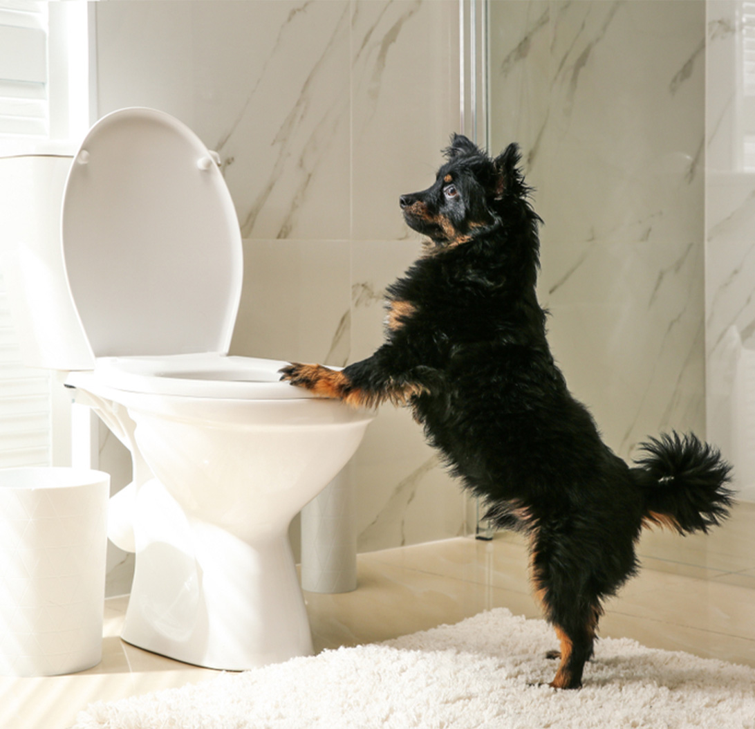 Pet Toilet Training