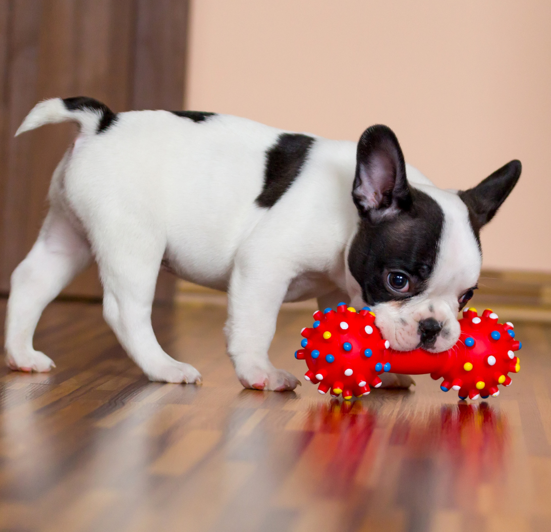 Dog Toy for Valentines Day gift