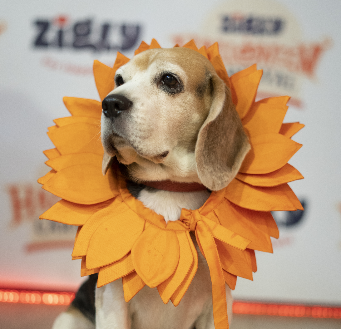 Dog in pumpkin costume