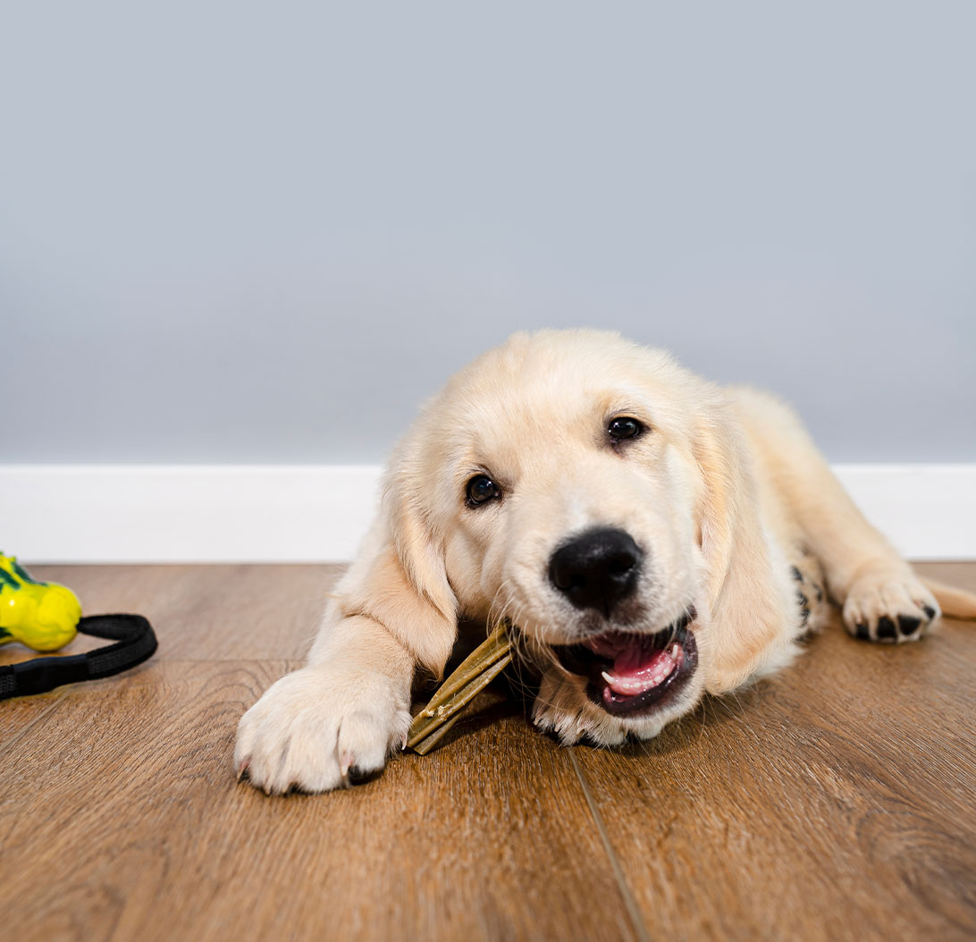 Dental Chews and Treats