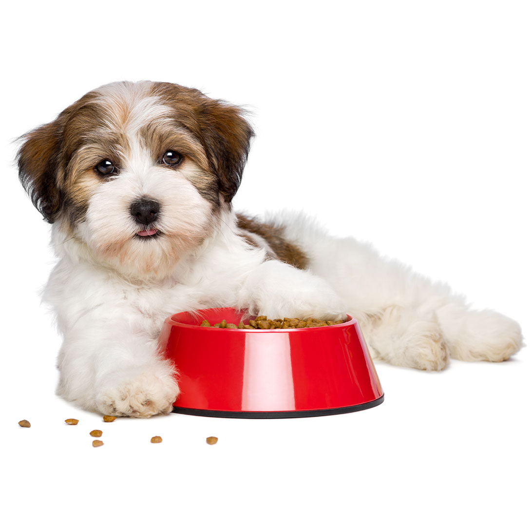 Puppy Food