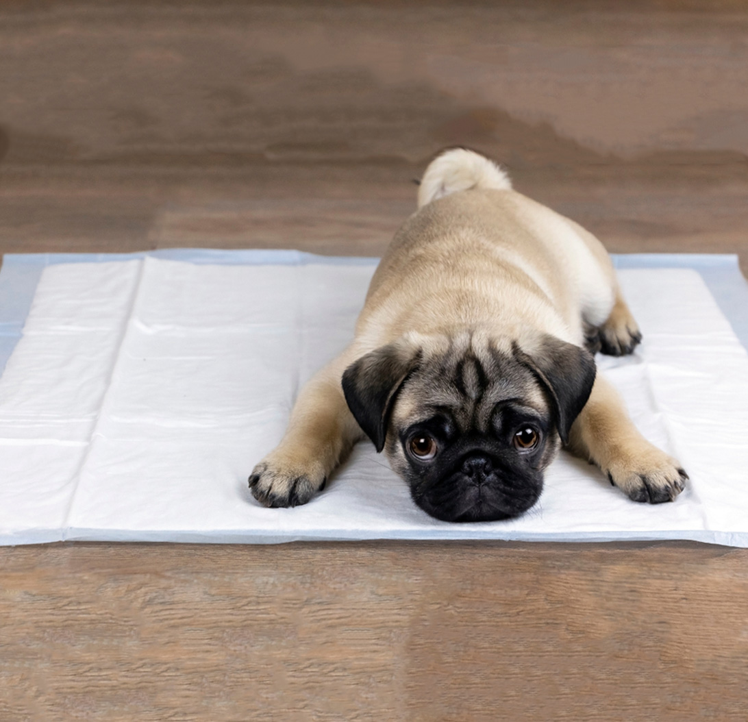 Puppy Toilet Training