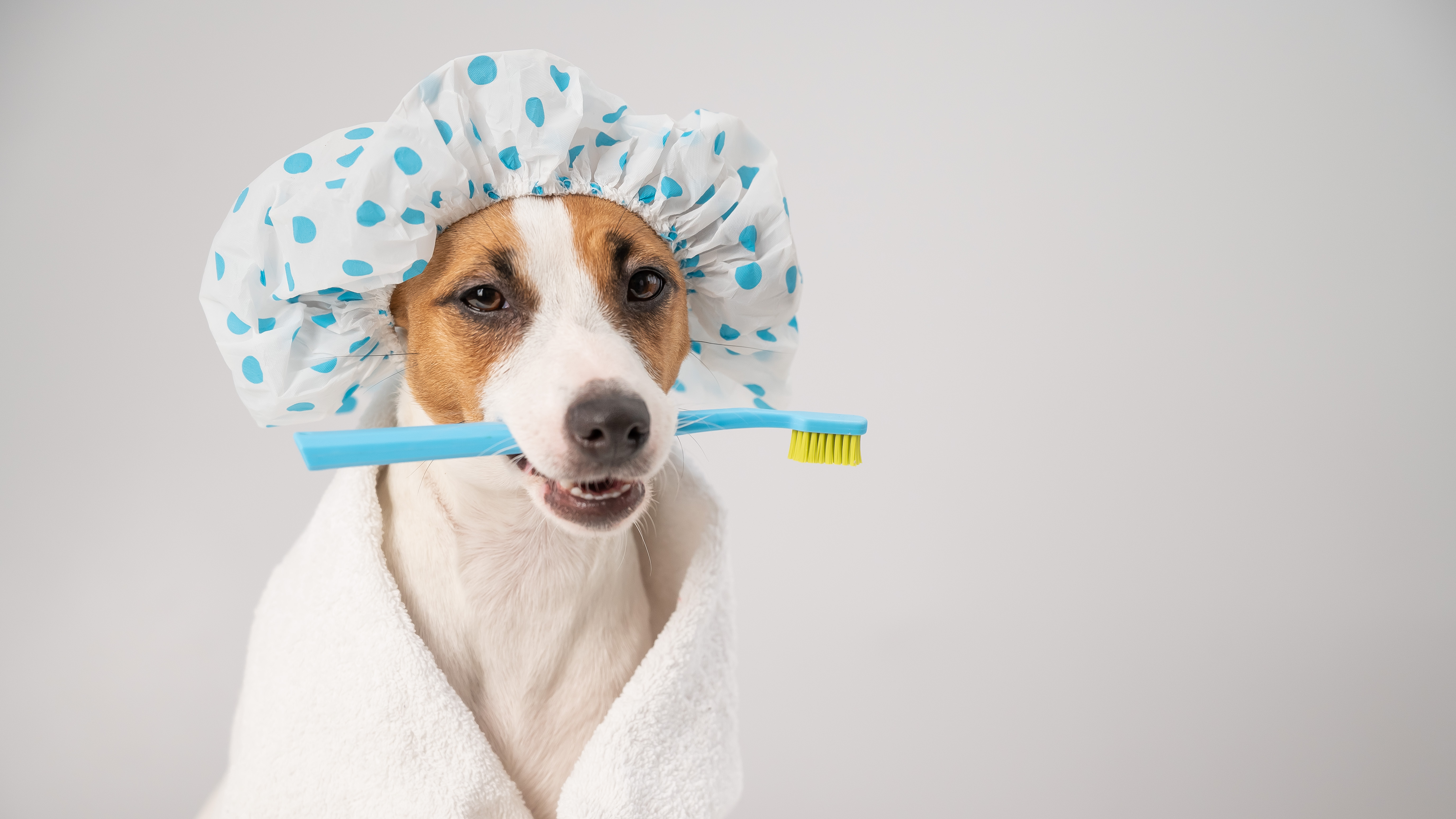 Puppy getting ready for its first bath with a shower cap and a tooth brush