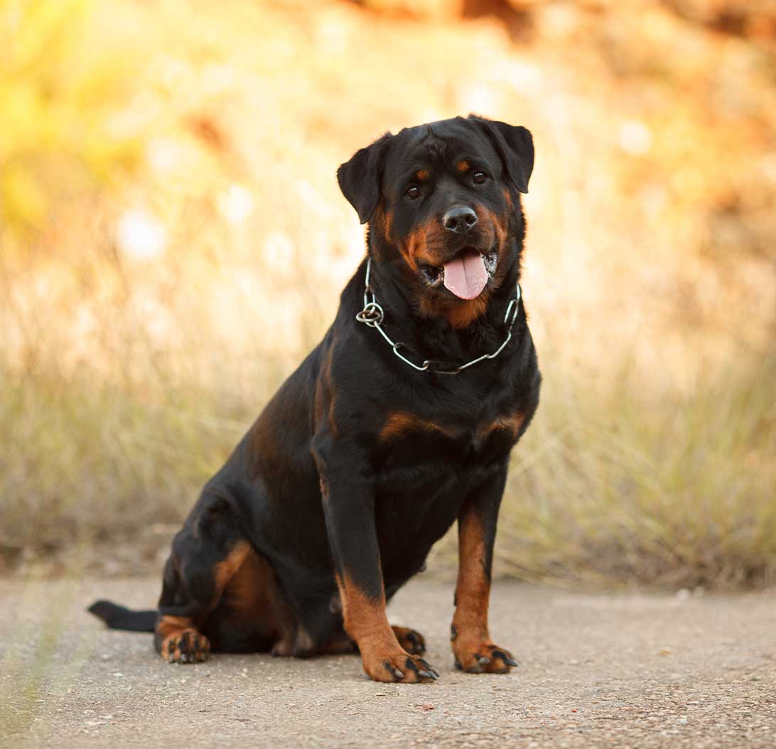 Taking care of rottweilers