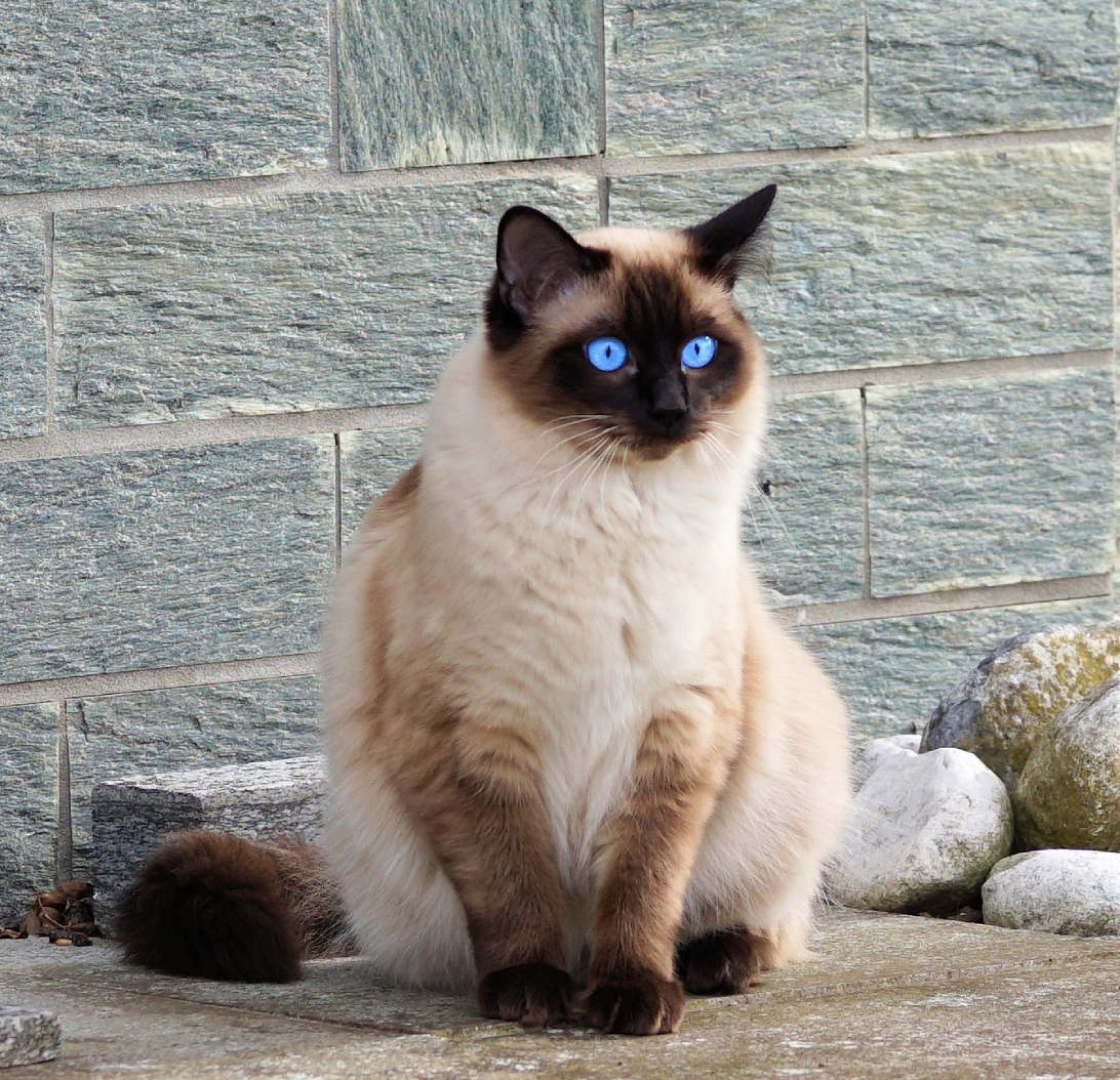 Siamese Cat