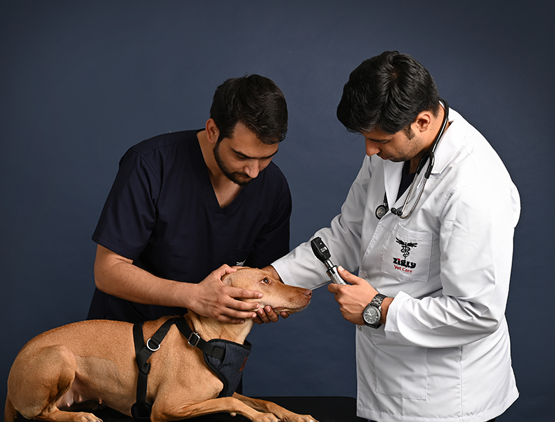 Zigly Vet Clinic