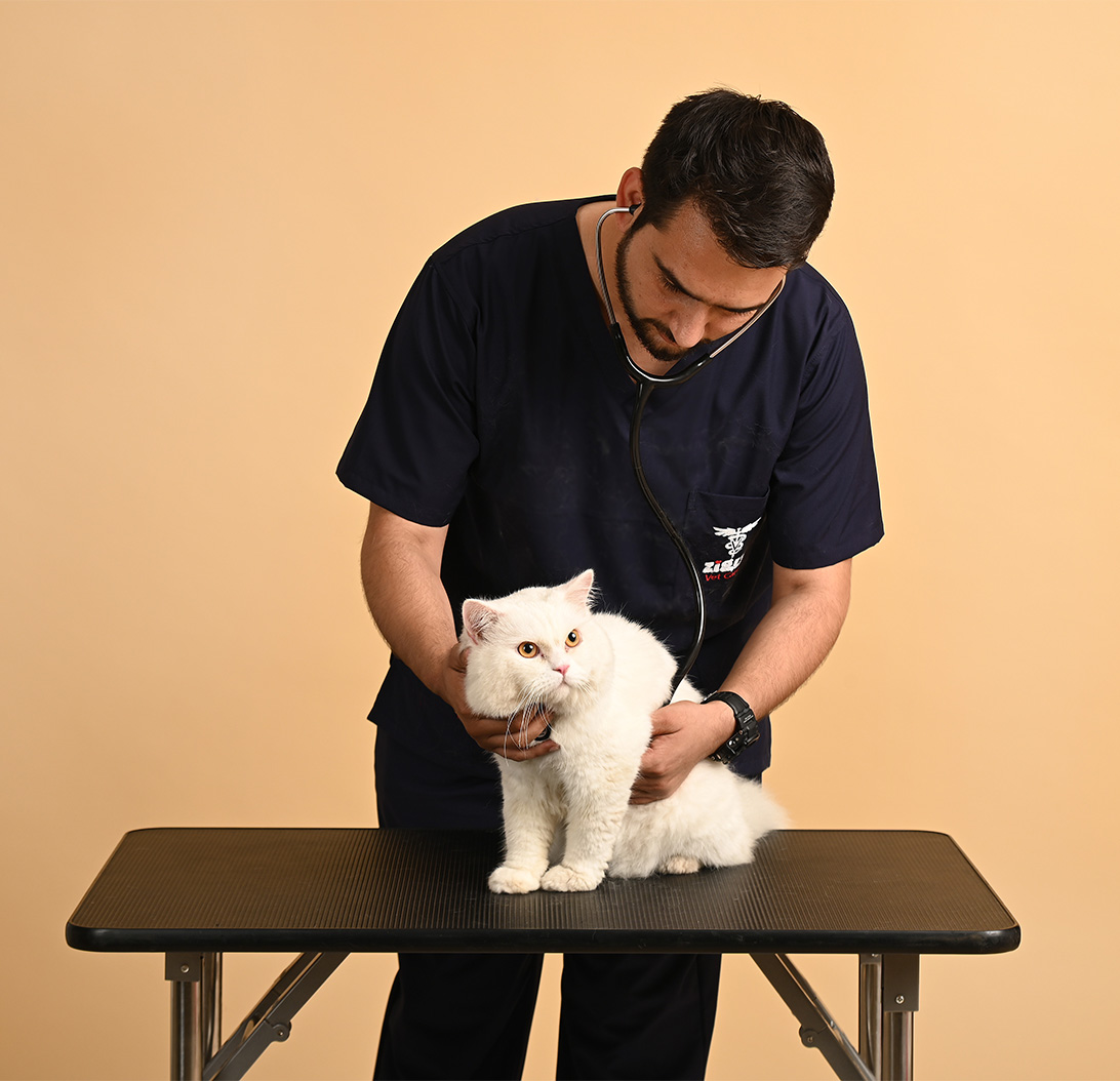 Vet Consultation