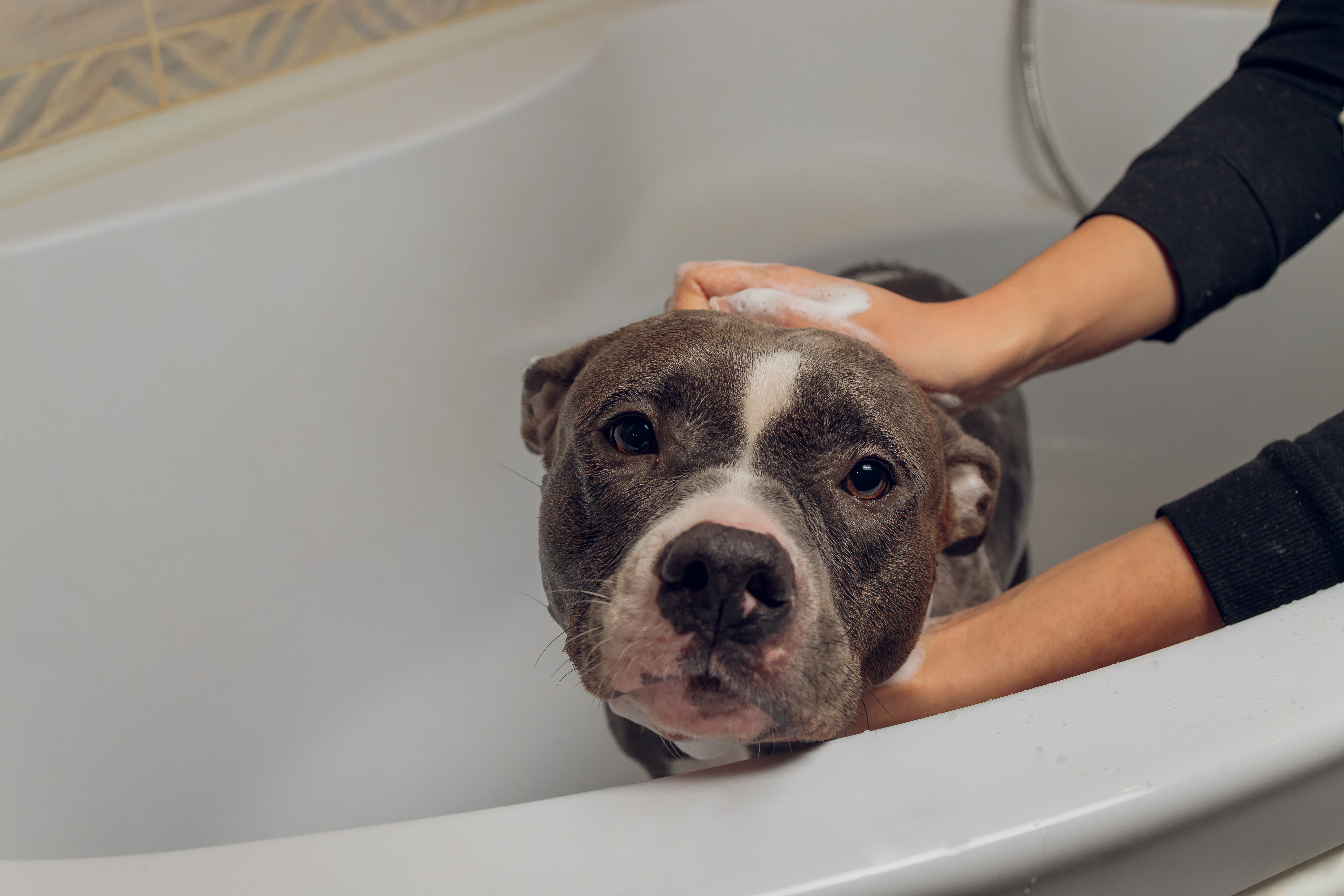 Dog getting Bathed