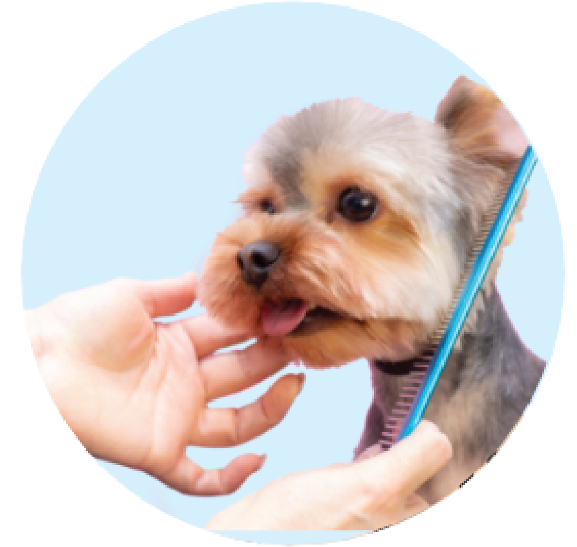 Dog Grooming Services at home