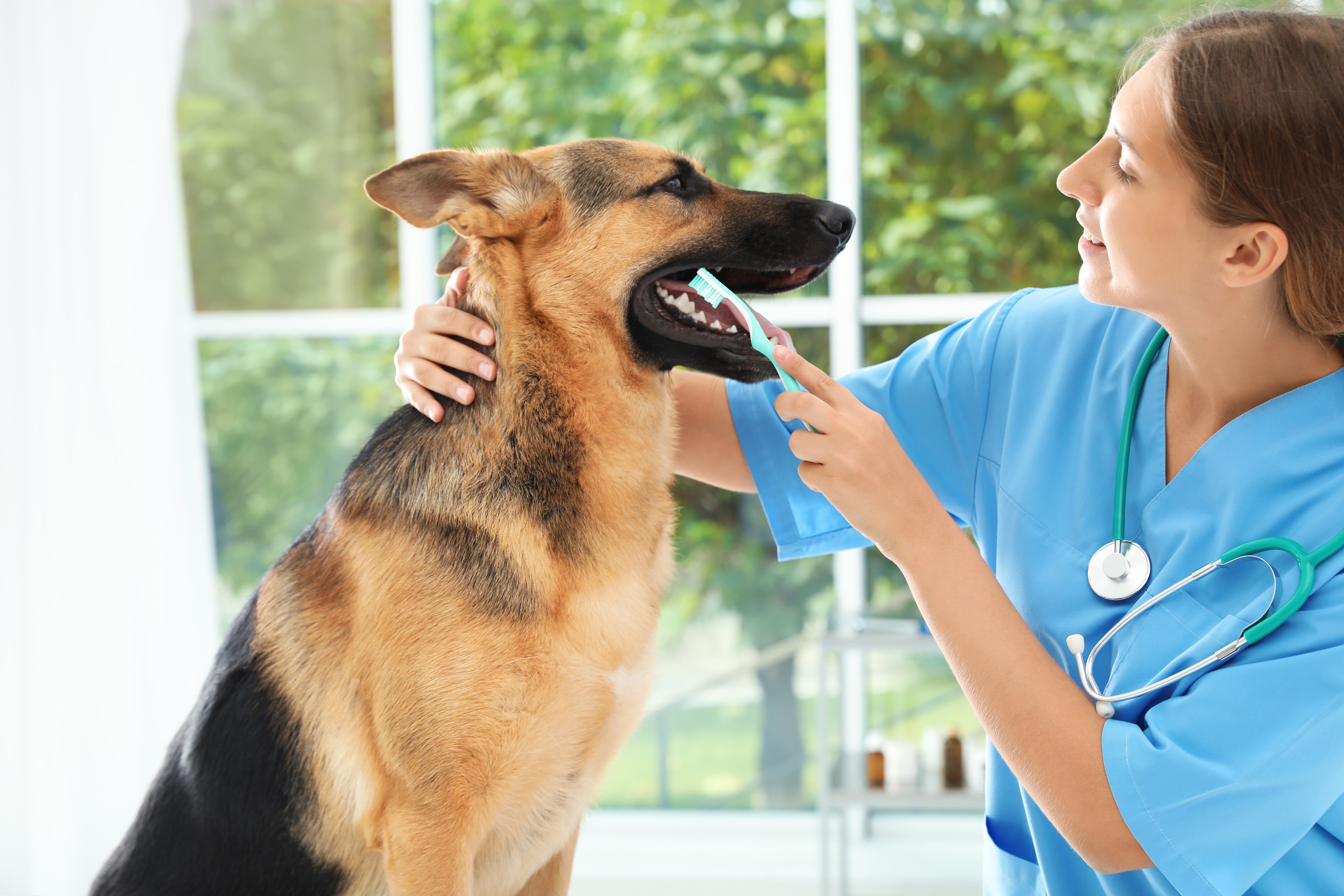 Dental Care of pets
