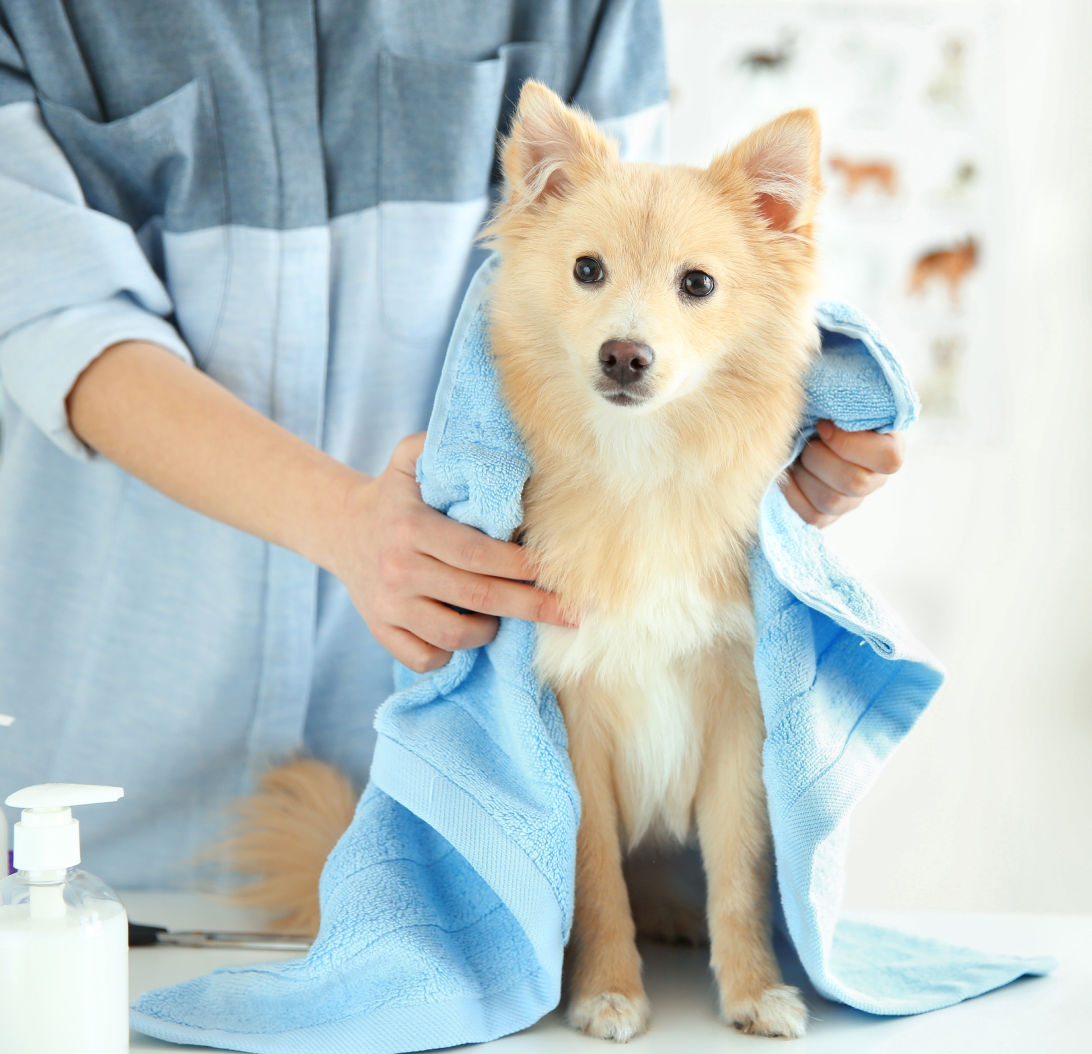 Do's of Dog grooming