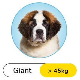small dog breeds