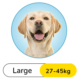 small dog breeds