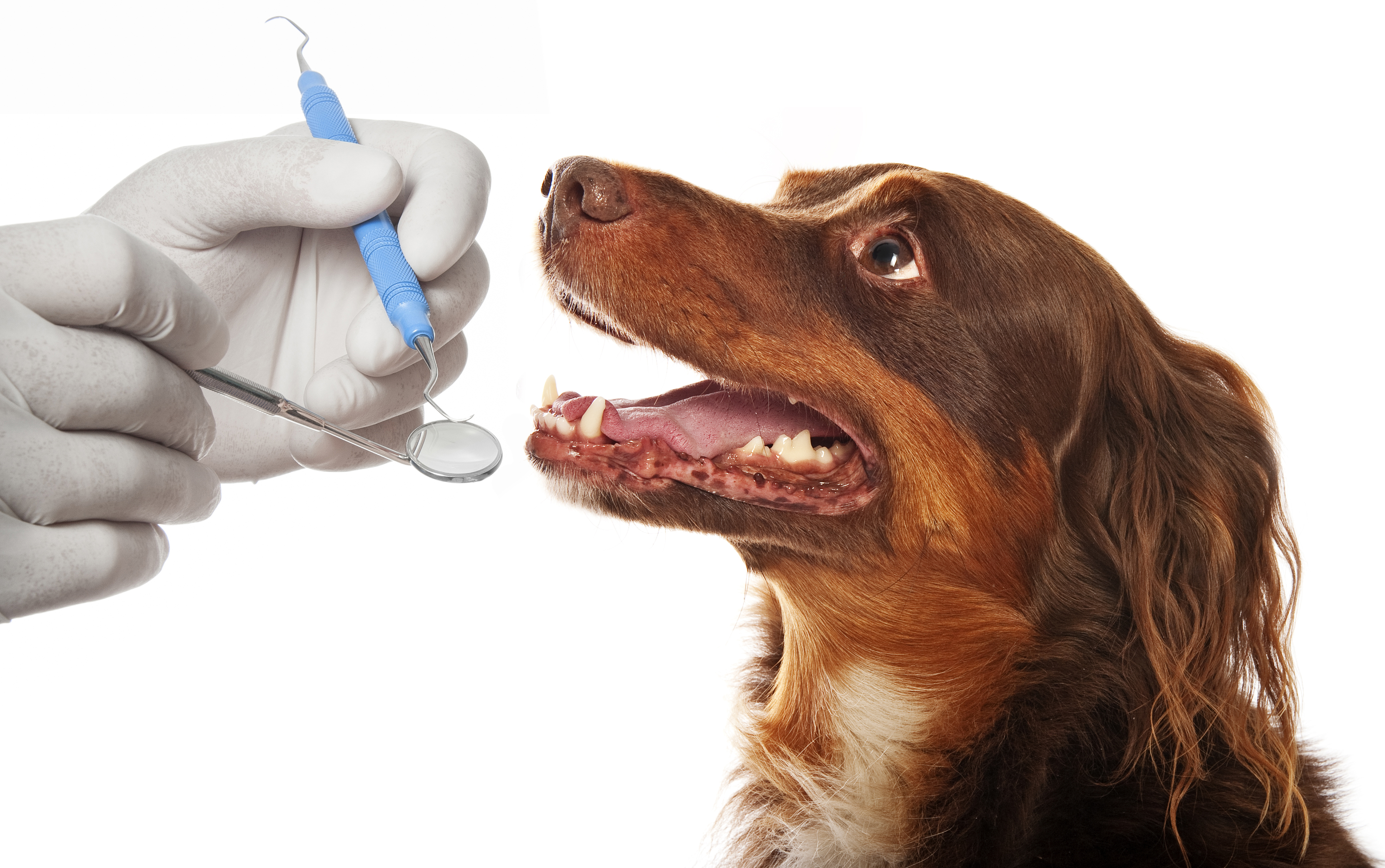Oral treatment in pets
