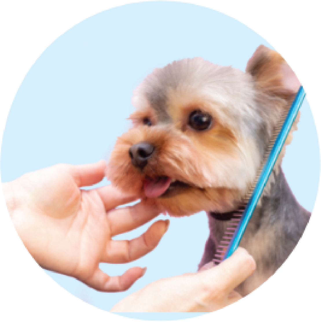 Dog Grooming Services in Delhi/NCR